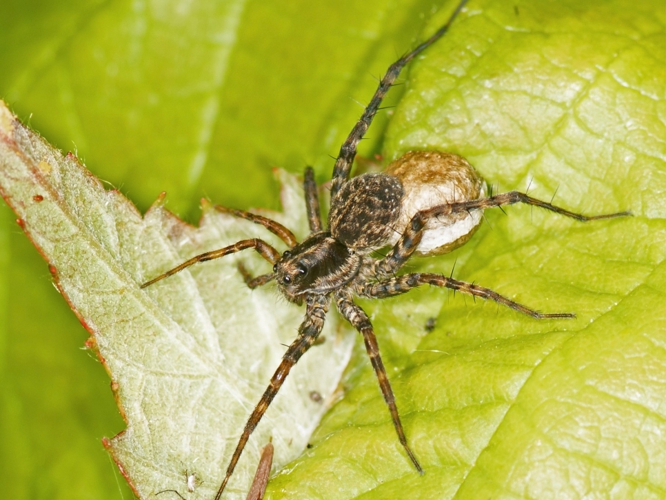 Wolf Spider, Great White Egret, Kingfisher, and a scary-looking Scorpion Fly